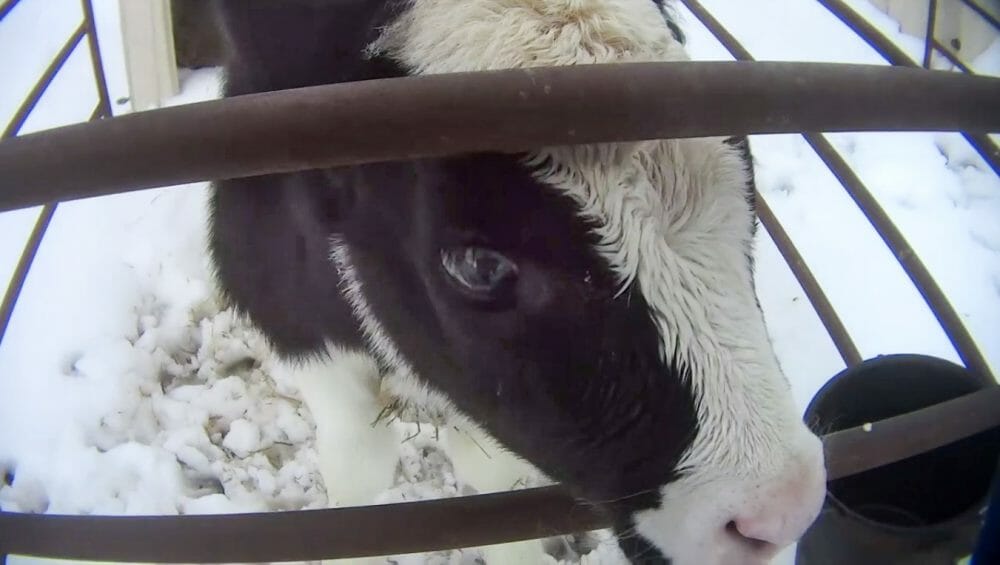 New Ruling Could Mean Criminal Charges for Dairy Exposed in Cruelty Investigation