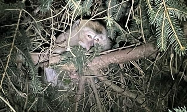 Kenya Airlines Stops Importing Monkeys For Research Following Fatal Truck Crash