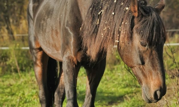 SIGN: Justice for Lame, Sick and Emaciated Horses Neglected at Ranch