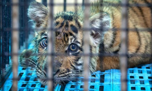 SIGN: Stop Killing Tigers and Boiling Their Bones For ‘Tiger Bone Glue’