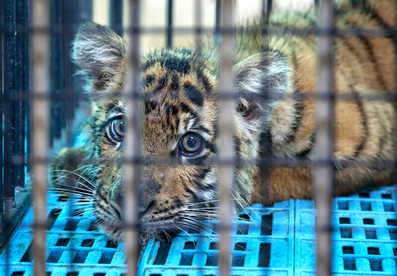 tiger cub cage