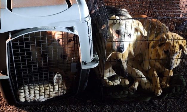 SIGN: Justice for Dogs Locked in Cages and Abandoned By Side of Road