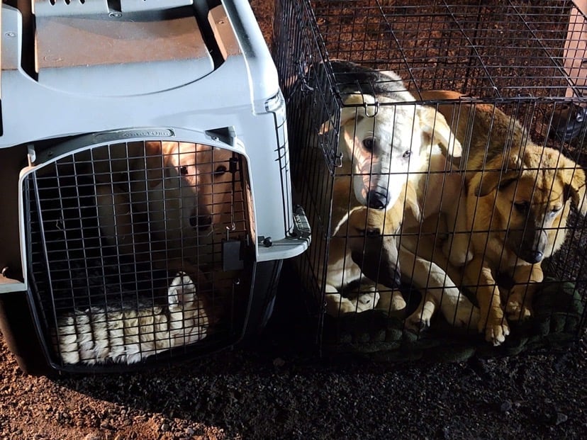 abandoned dogs in crates