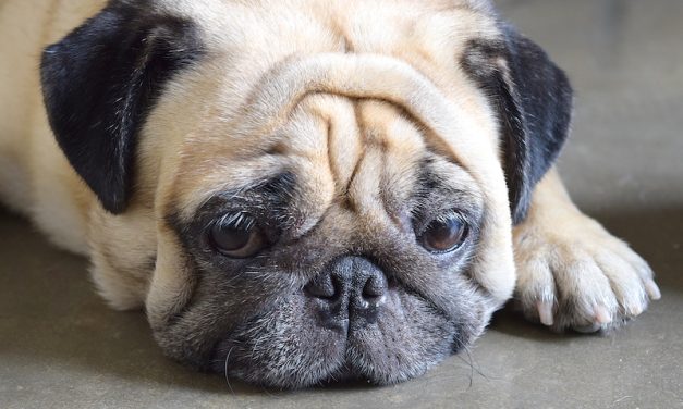 SIGN: Justice for Pug Cruelly Thrown From Seventh-Floor Balcony