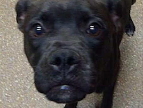 SIGN: Justice for Shelter Dog Shot in the Face and Left in Ditch