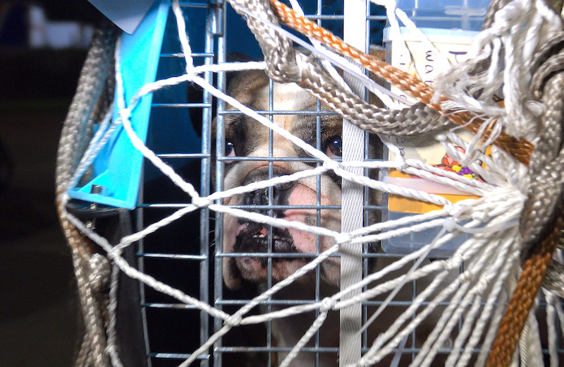 china flight dog in carrier