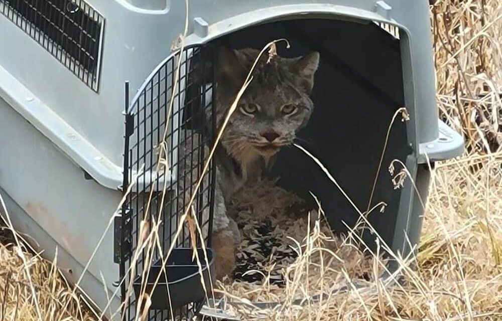 Eurasian Lynx Release