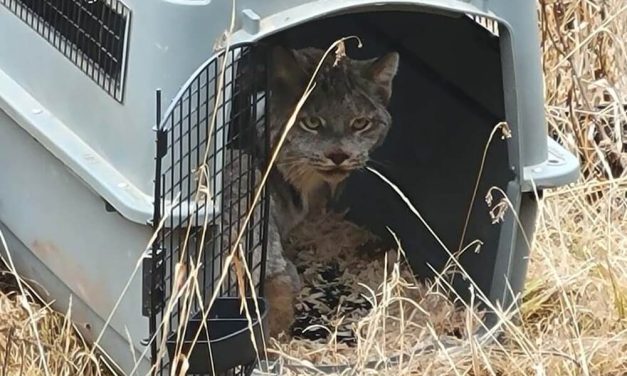Tribes Are Restoring Lynx From Canada, Where They’re Trapped for Fur, to WA, Where They Will Be Protected