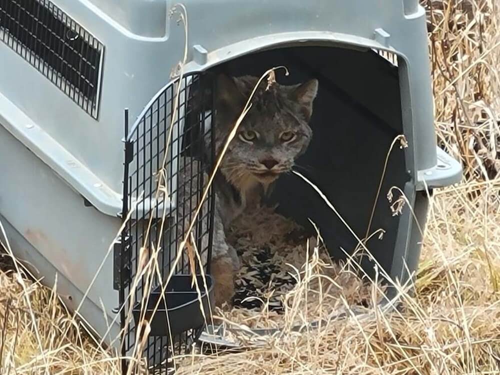 Eurasian Lynx Release