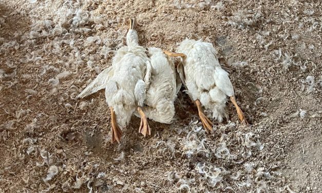Birds Ground Up, Buried Alive at U.S. Duck Supplier to Grocery Chains, Whistleblower Alleges