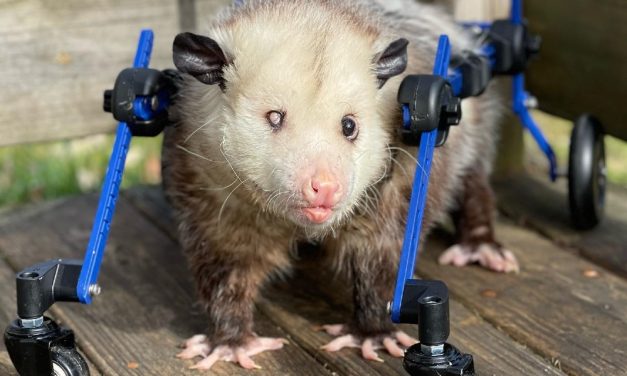 Kewpie the Rescued Opossum Is Walking Again With Help of Custom Wheelchair