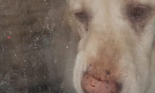 SIGN: Justice for 30+ Dead Dogs Burned and Stuffed in Trash Bags at Reported “Rescue”