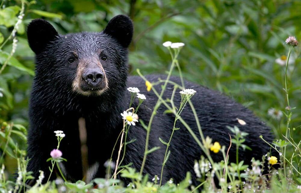 Black bear among flowers.