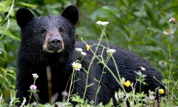 SIGN: Stop Brutal Killing of Bears and Cubs in North Carolina Sanctuaries