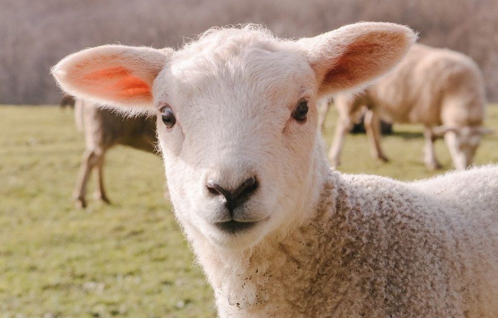 Lamb in a pasture.
