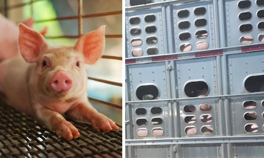Pig Transport Animal Outlook