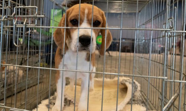 New Virginia Bill Could Crack Down on Abusive Animal Testing Breeders