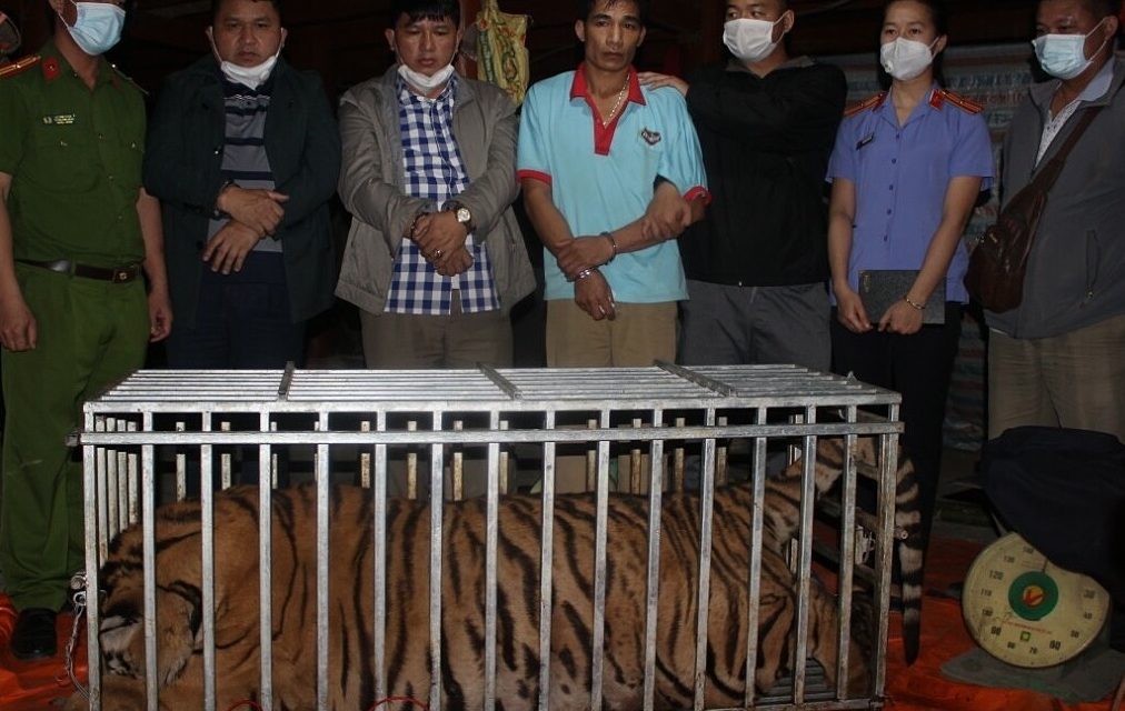 tiger electrocuted suspects police