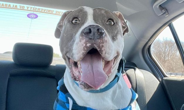 PETITION UPDATE: After Being Starved Almost To Death and 636 Days in Boarding, Truman Has Found His Forever Home!