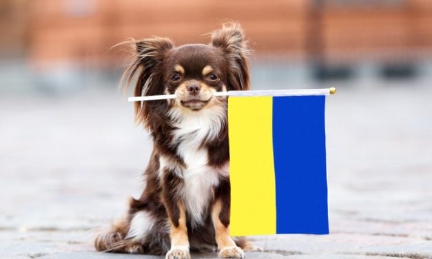 UK Waives Paperwork Requirements for Companion Animals Fleeing Ukraine