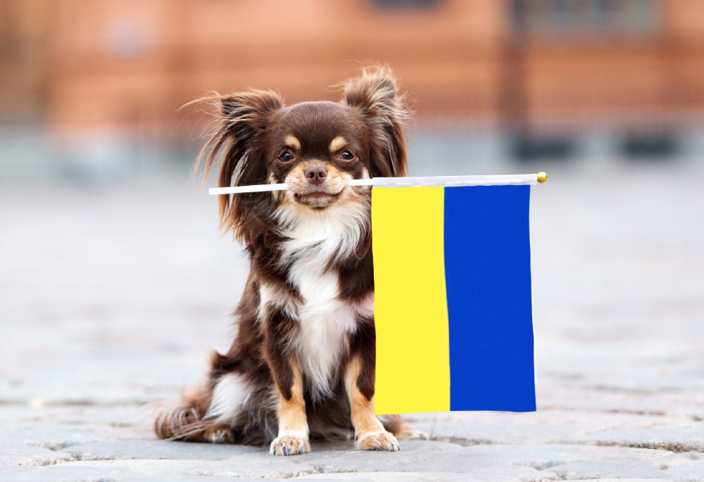 Dog holding Ukraine Flag