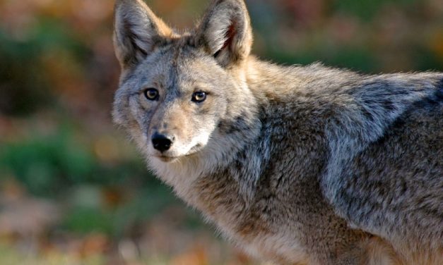 Conservation Groups Sue Canadian Government Over Coyote Killing Contest
