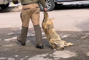 PA Coyote killing