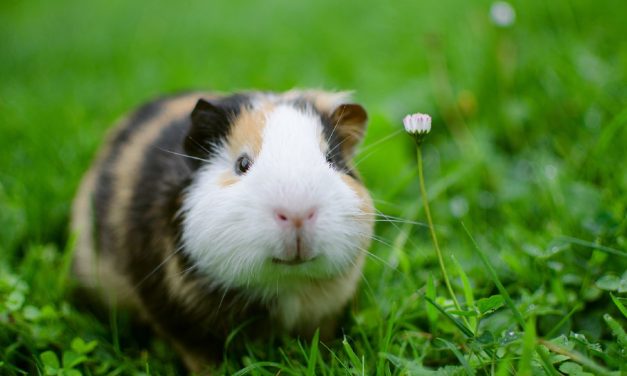 March is ‘Adopt A Rescued Guinea Pig’ Month! Here’s What You Should Know