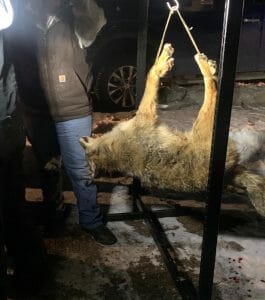 PA coyote killing contest