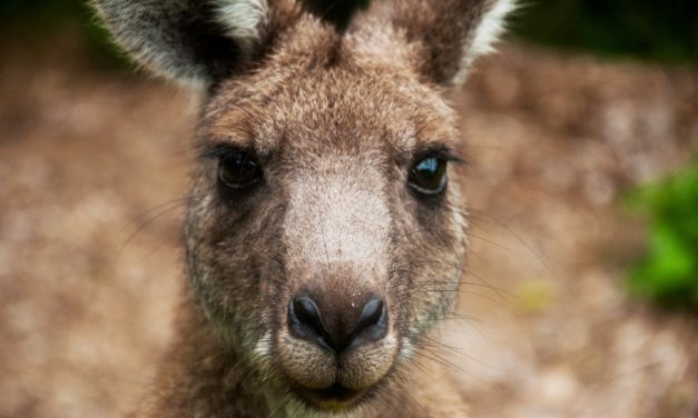 SIGN: Stop Killing Kangaroos for Shoes