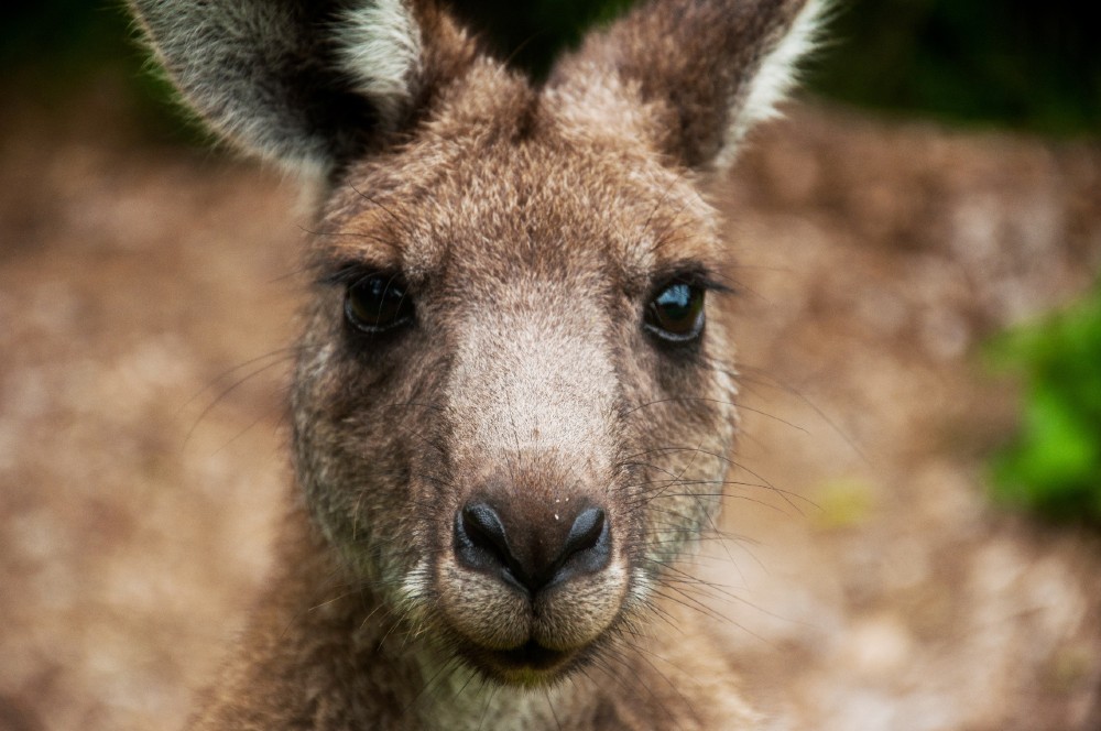 kangaroo close up