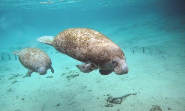 New Program Feeds More than 55 Tons of Lettuce to Florida’s Manatees