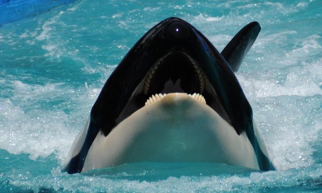 Lolita the Captive Orca Will No Longer Be Forced to Perform, But Concerns Remain