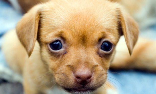 SIGN: Justice for Puppy Thrown Against Wall, Permanently Blinded By Babysitter