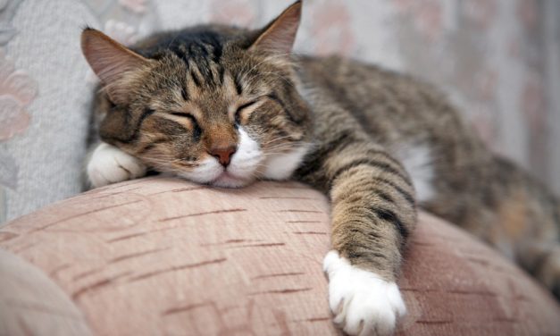 Senior Cat Finds Loving Forever Home, Goes Viral on TikTok