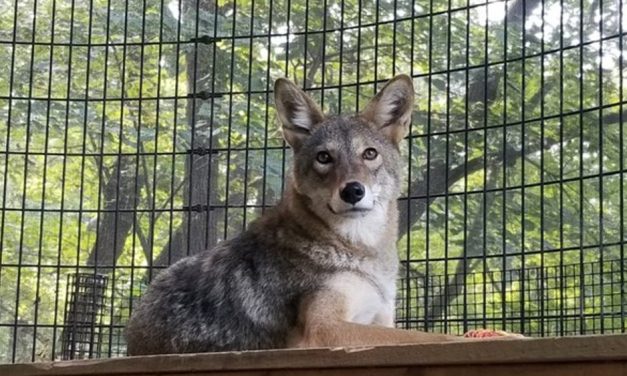 SIGN: Send Rocky the Coyote, Held Alone in A Tiny Cage, to A Sanctuary