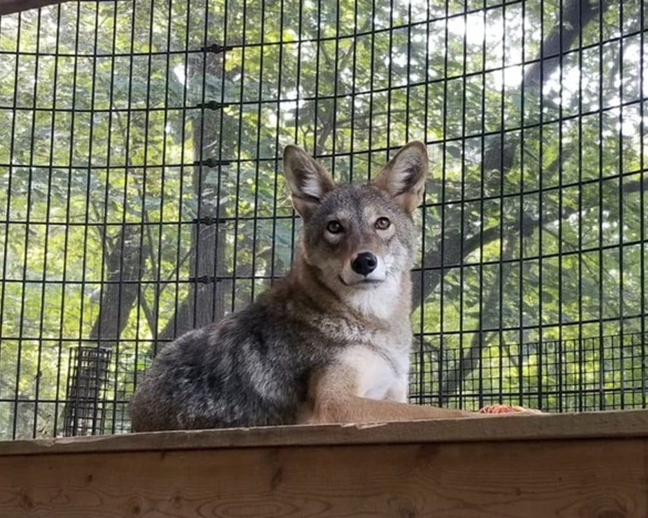 Rocky the coyote