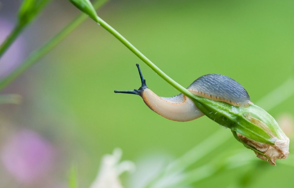 slug on plant