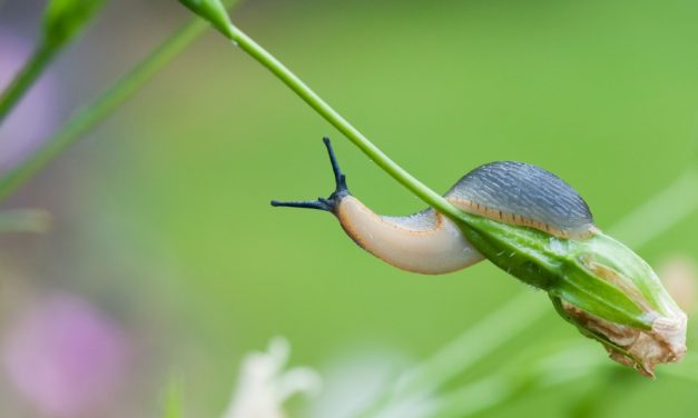 Slugs Will No Longer Be Denounced as ‘Pests’ By UK’s Top Garden Charity