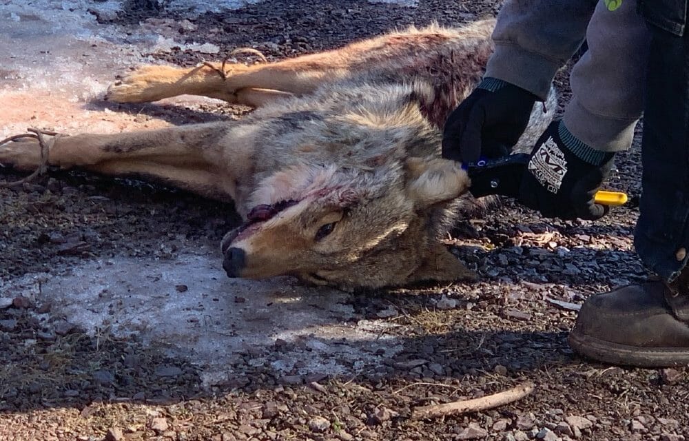 PA coyote killing contest