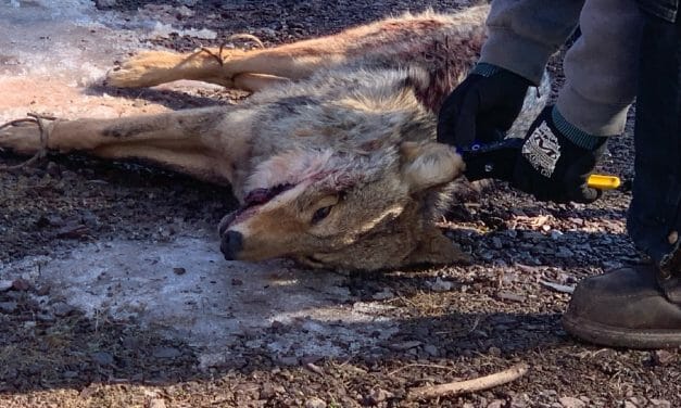 LFT Investigates: Cruel PA Wildlife Killing Contest Pays Out $6,000+ for Massacred Coyotes
