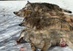 coyote killing in PA