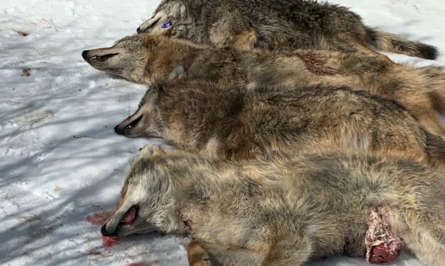 SIGN: Ban Cruel PA Killing Contests Where Animals Are Gunned Down For Cash