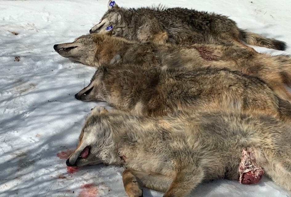 coyote killing in PA