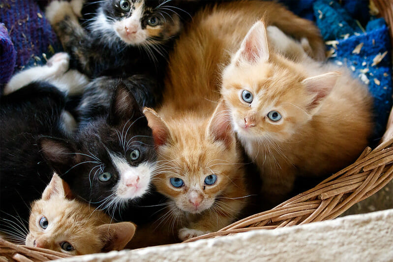 cats kittens basket