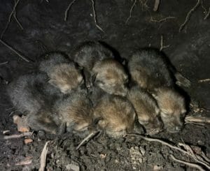 Red wolf litter