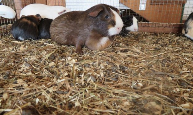 PETITION UPDATE: USDA Takes Action Against Guinea Pig Breeders Following LFT Report