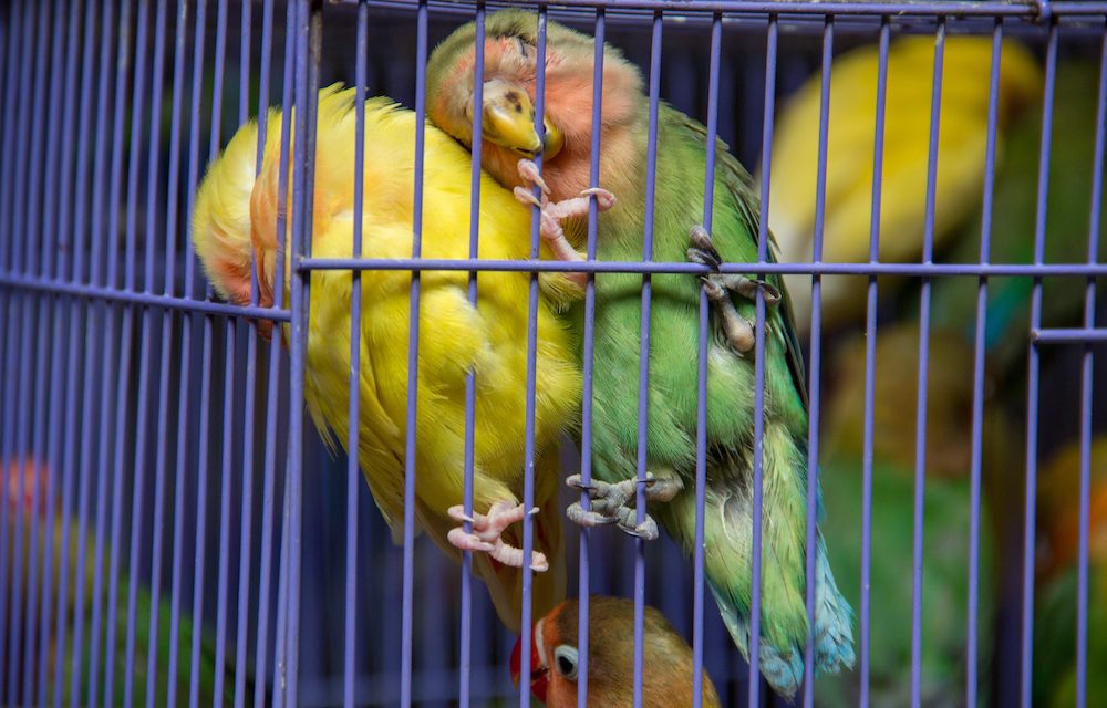 sad parrots cage