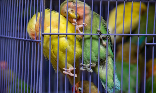 SIGN: Stop Zoos and Pet Dealers from Keeping Birds in Filthy, Barren Cages