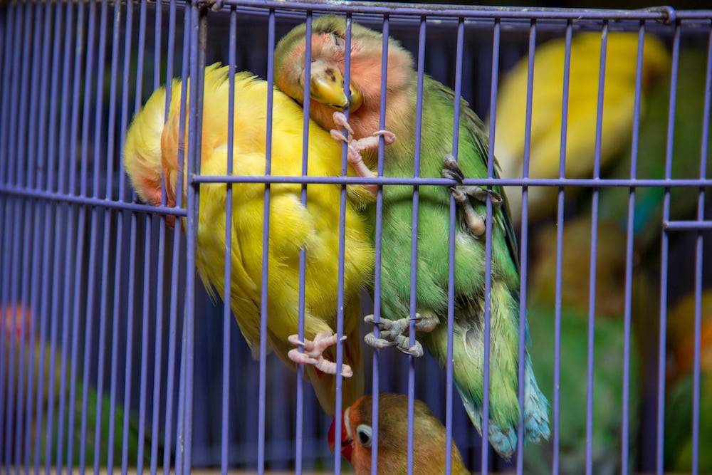 sad parrots cage